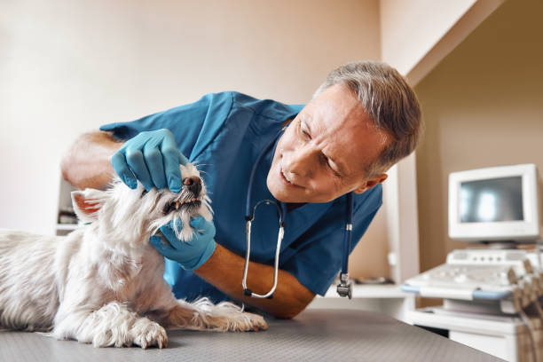 Best Mobile Emergency Dentist in Homestead, PA